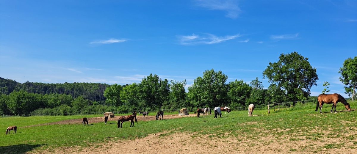 De paarden in de wei op het domein